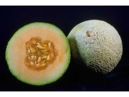 Melon Medley